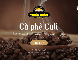 Cà phê Culi - hạt “trân châu” trong làng cà phê Việt