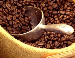 CÙNG THIÊN QUÂN COFFEE TÌM HIỂU VỀ LOẠI CÀ PHÊ ROBUSTA ĐƯỢC MỆNH DANH LÀ LINH HỒN CÀ PHÊ VIỆT